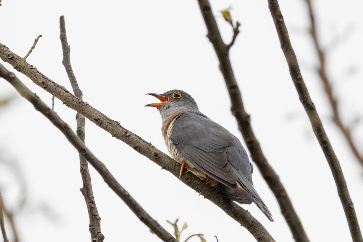 Red-chested Cuckoo - ML516327441