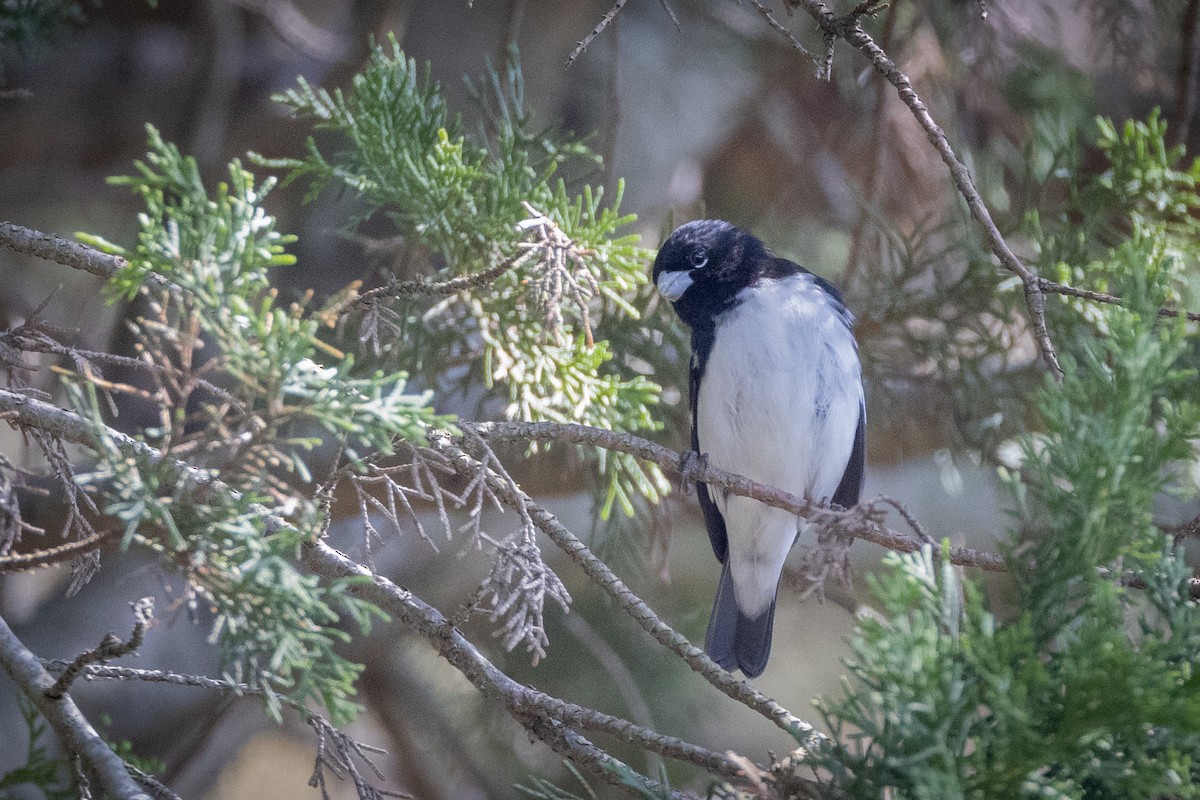 Black-and-white Seedeater - Susan Brickner-Wren