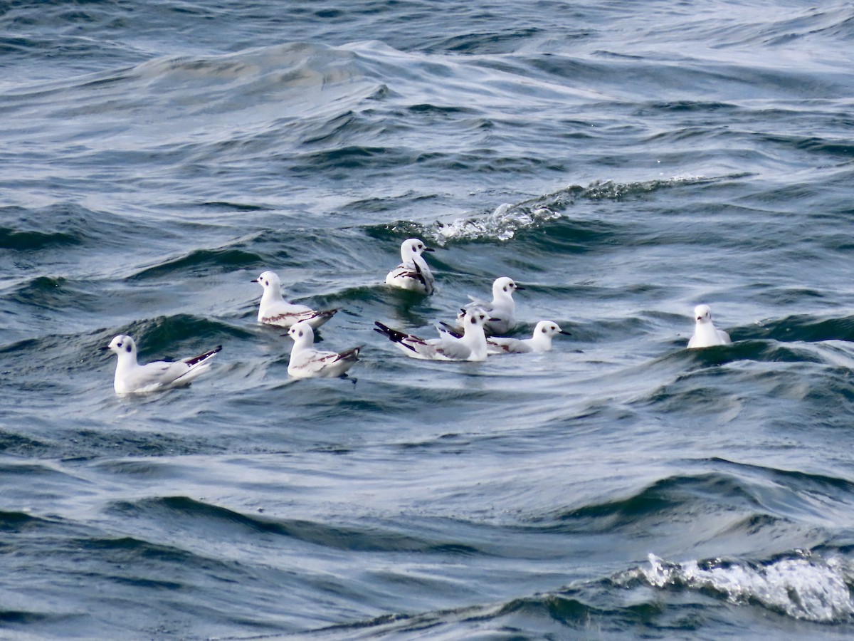 Mouette de Bonaparte - ML516328001