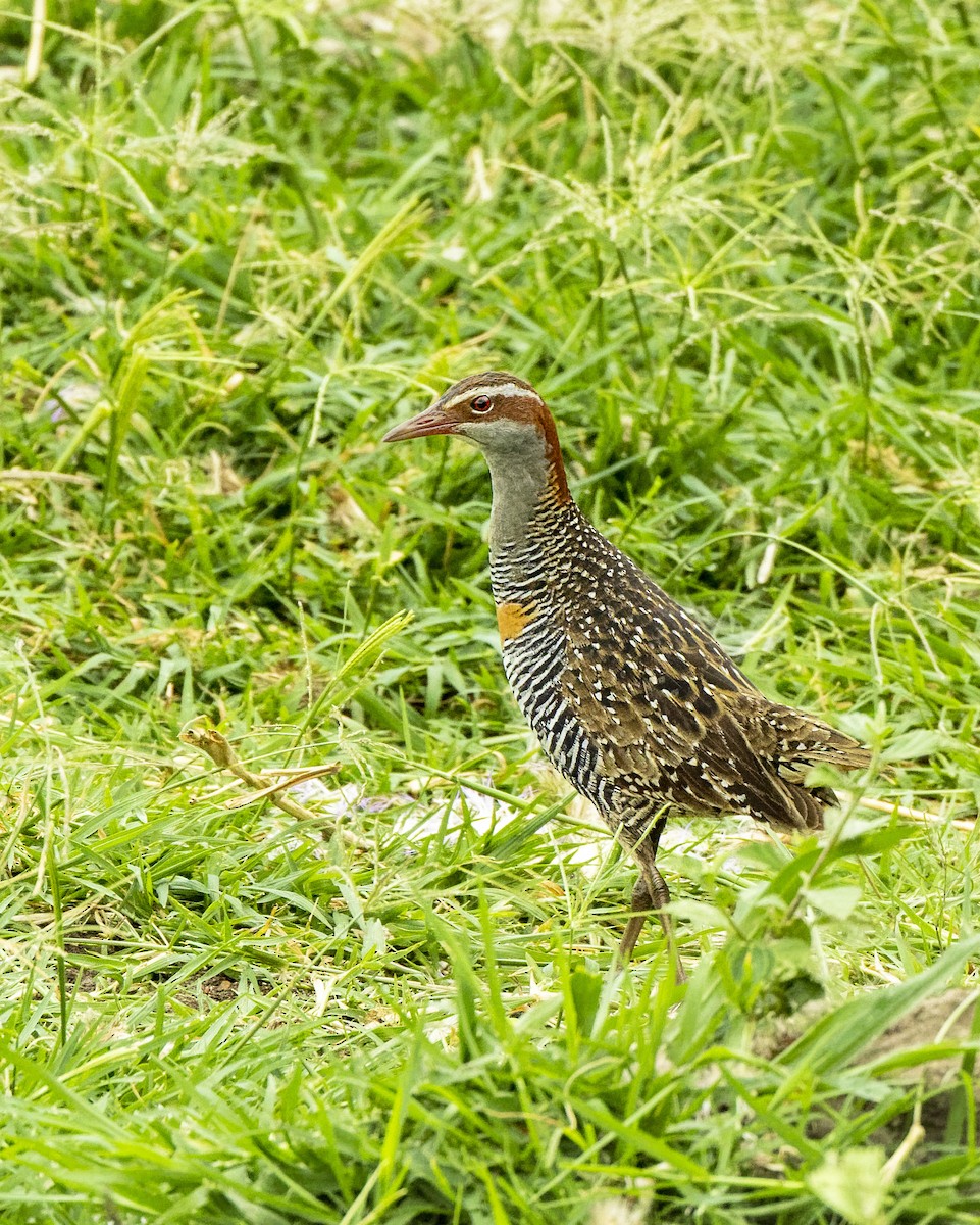 Buff-banded Rail - ML516328341