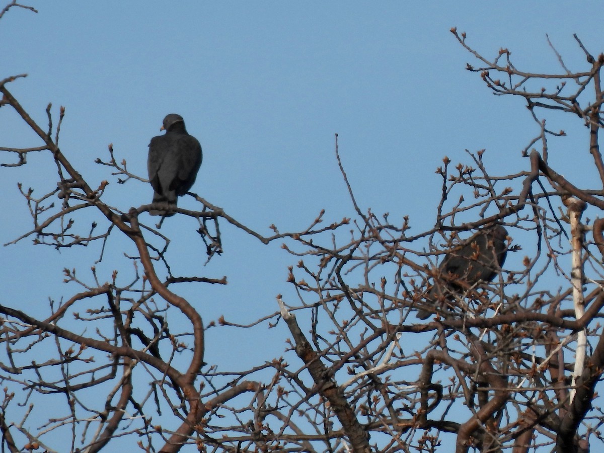 Band-tailed Pigeon - ML516329901