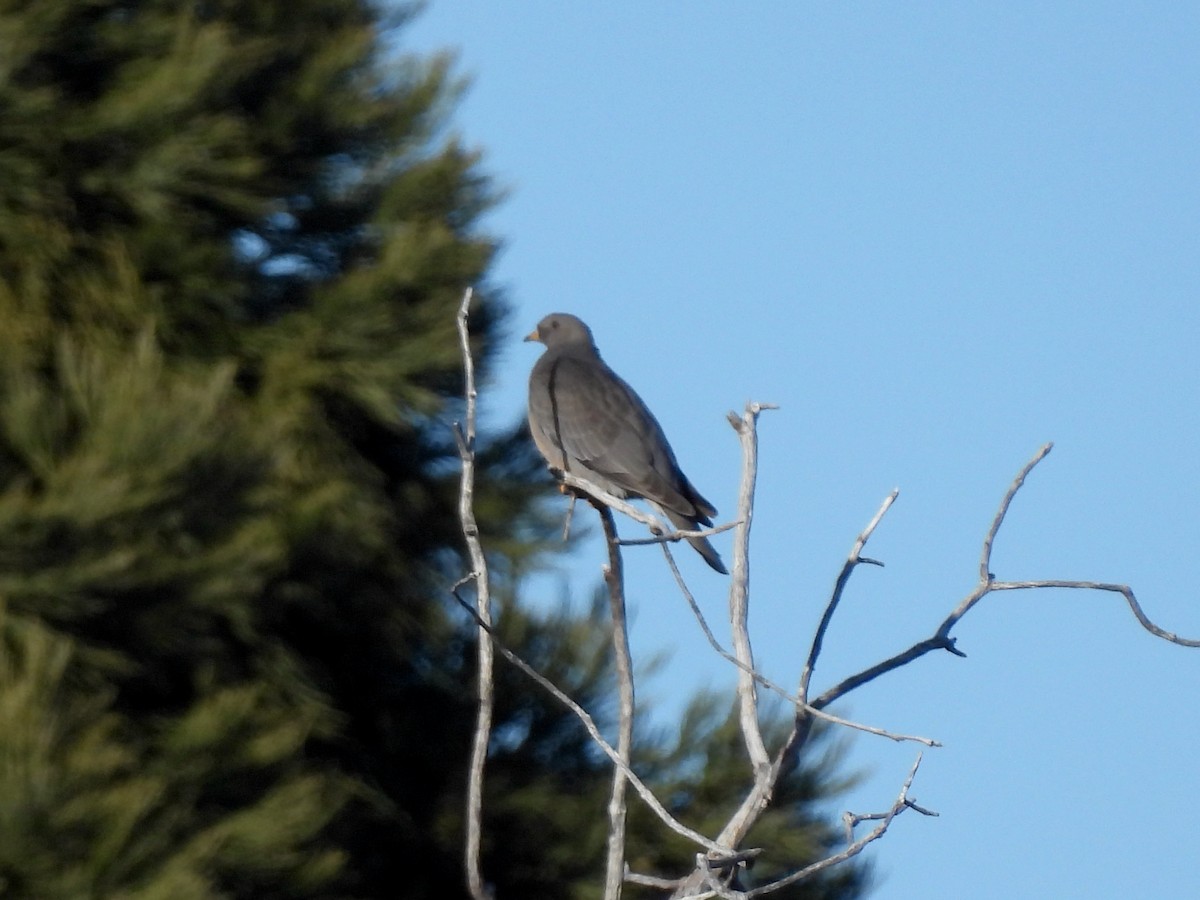 Band-tailed Pigeon - ML516329911