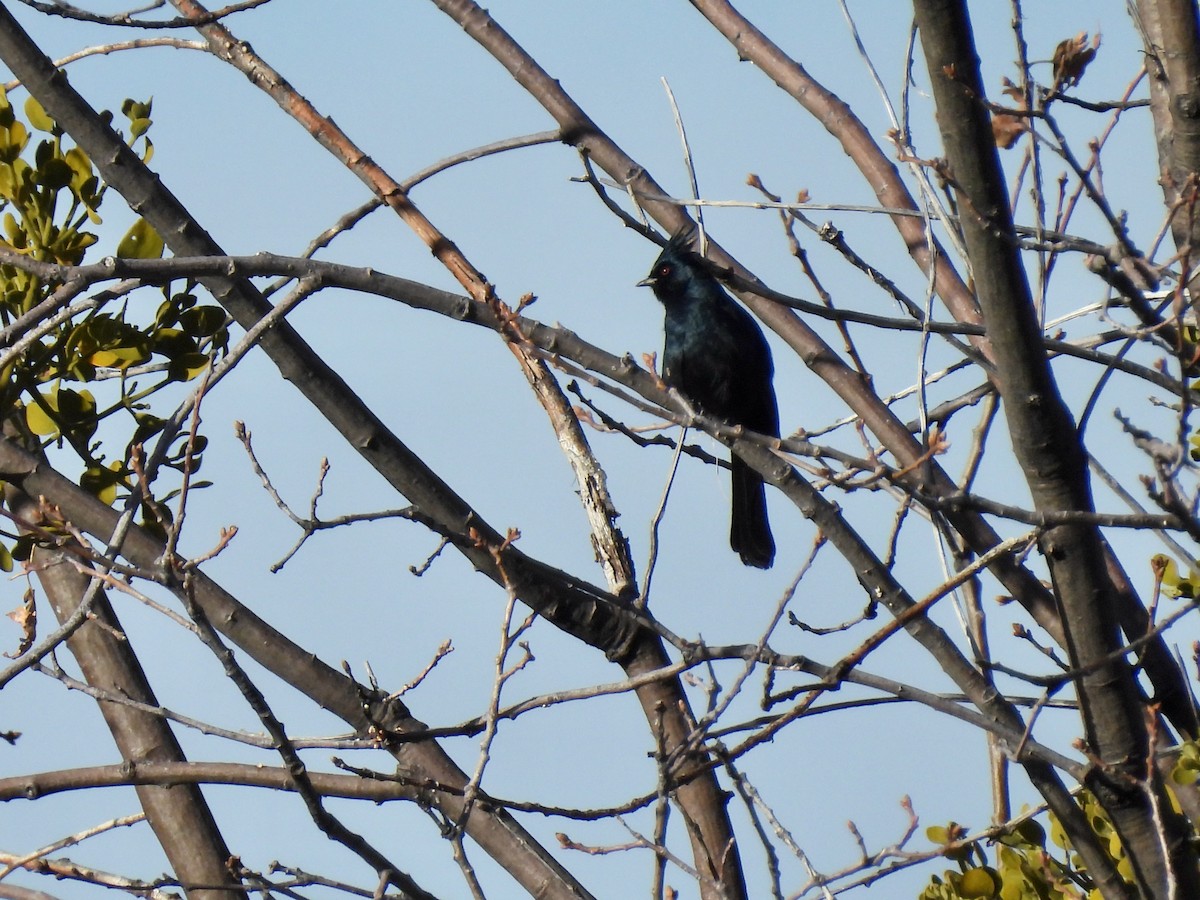 Phainopepla - ML516329931