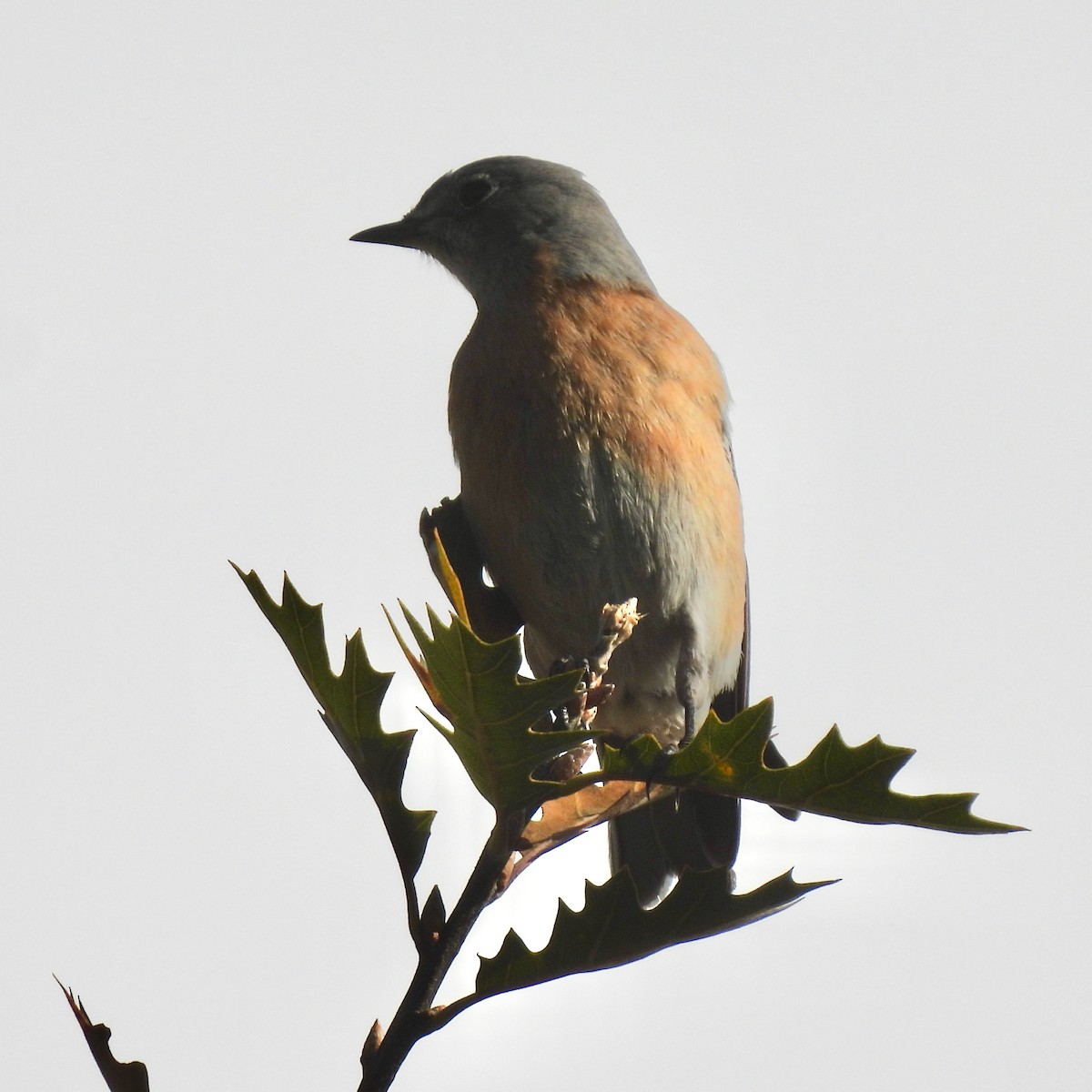 Western Bluebird - ML516329991