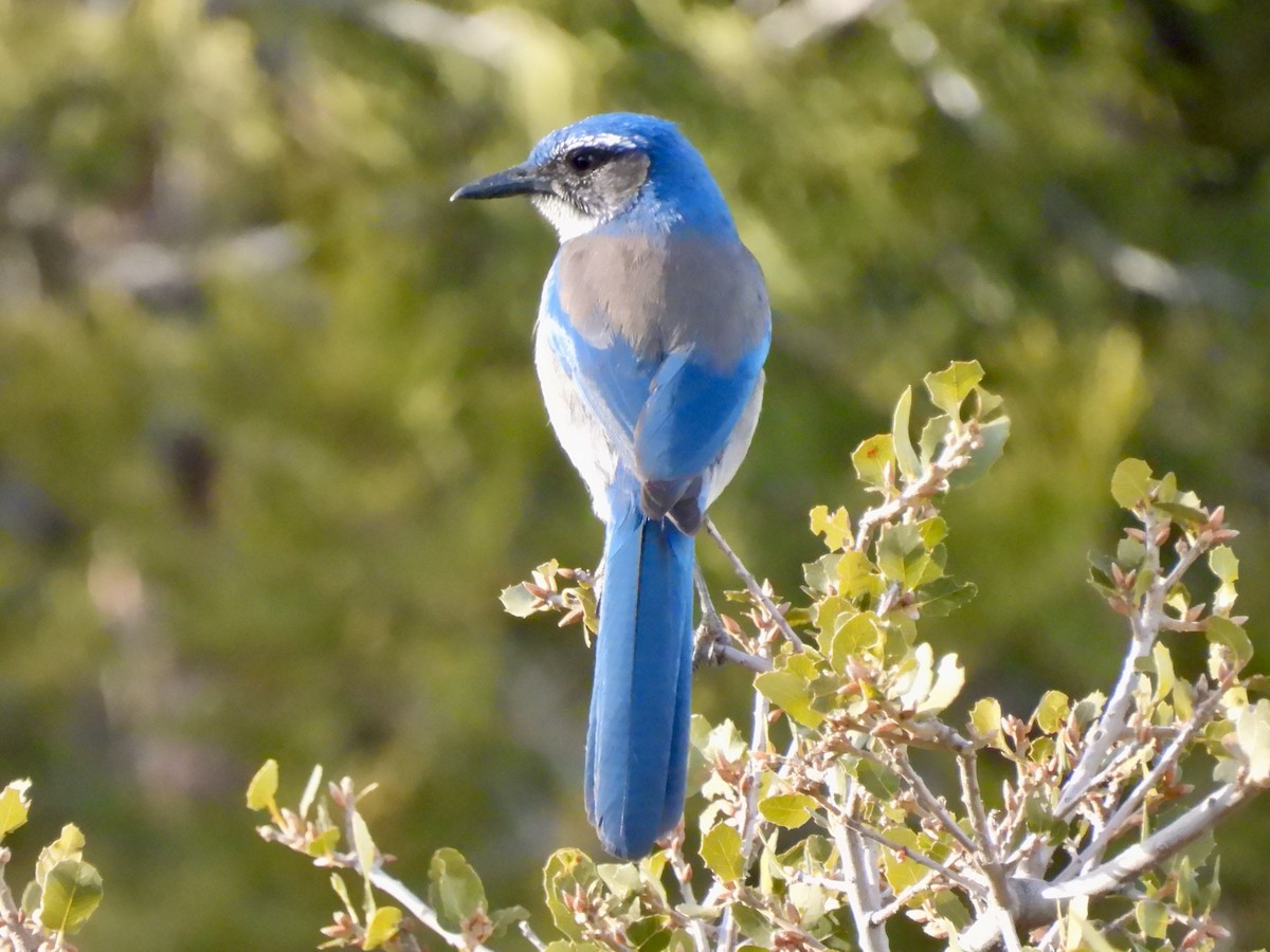 California Scrub-Jay - ML516330001