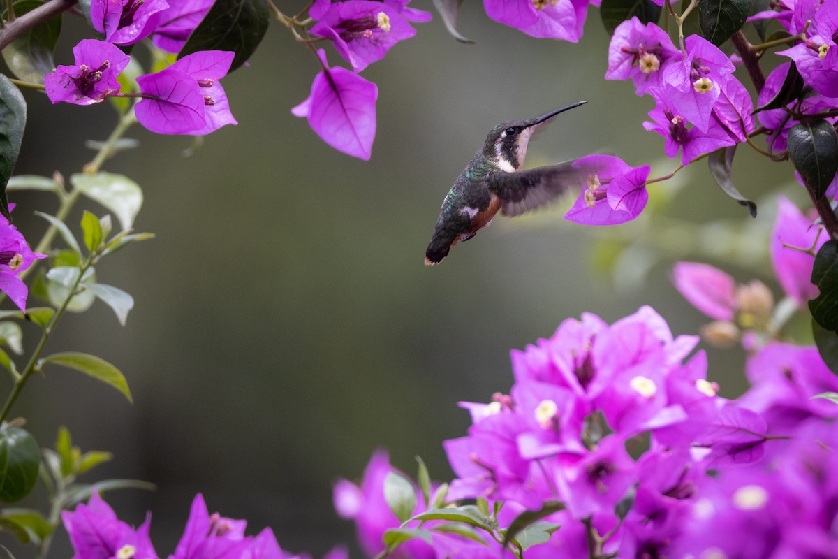 White-bellied Woodstar - ML516330331