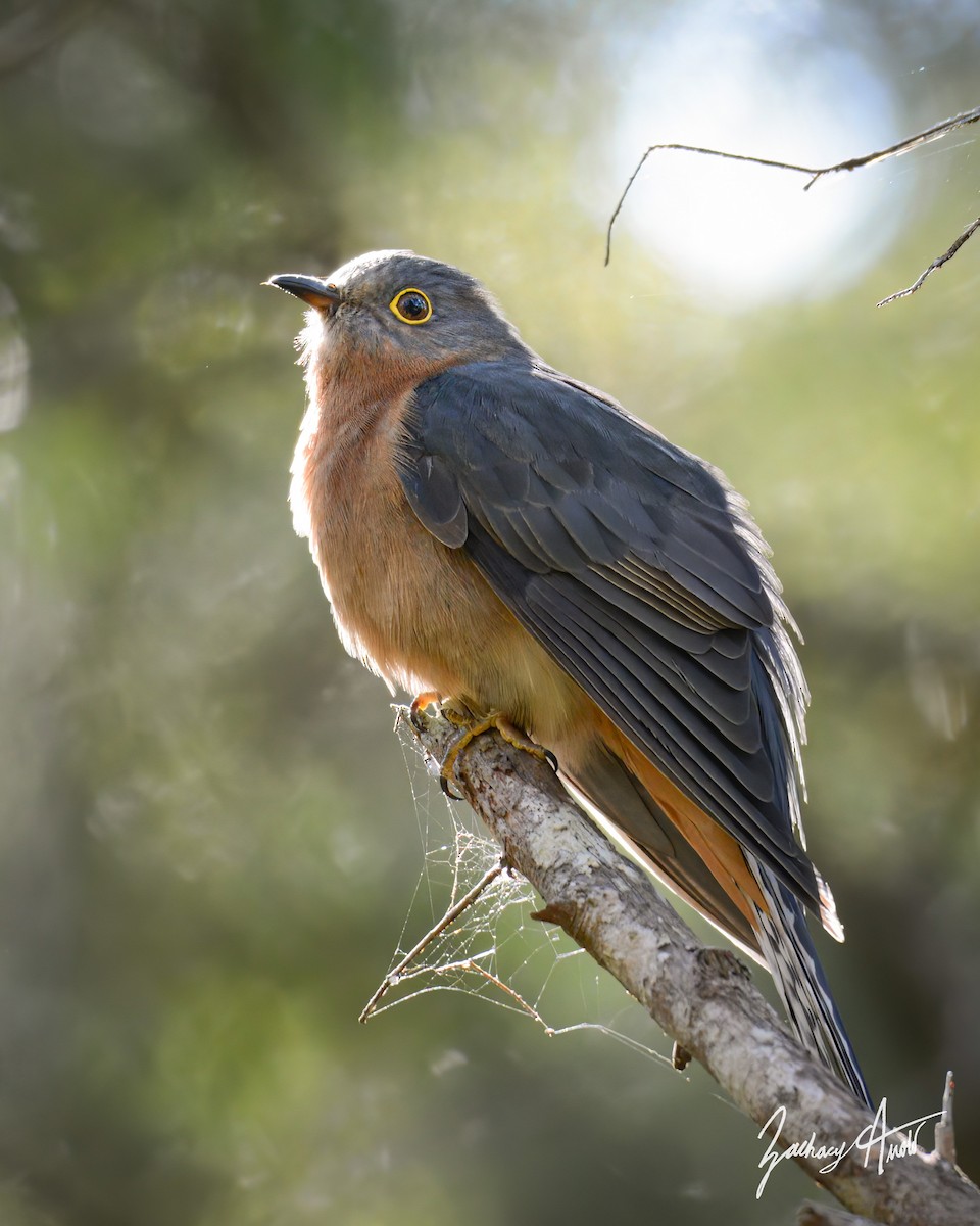 Fan-tailed Cuckoo - Zachary Arnold