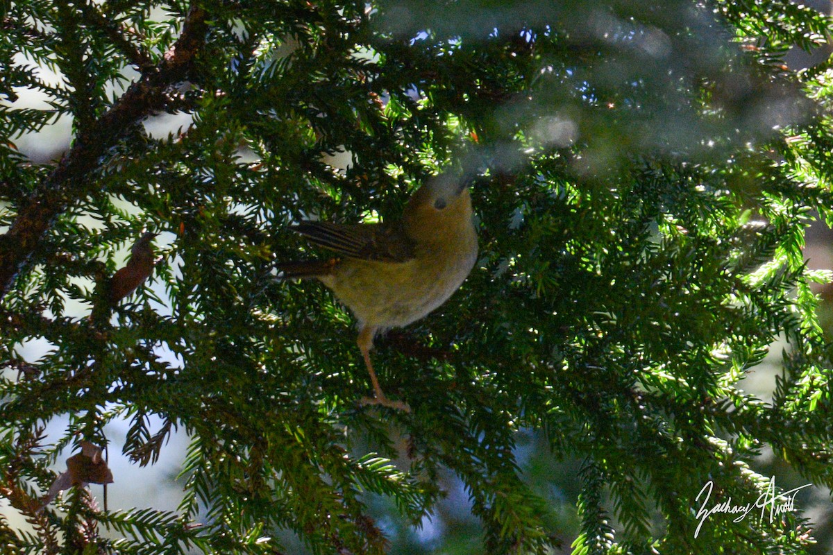 Large-billed Scrubwren - Zachary Arnold