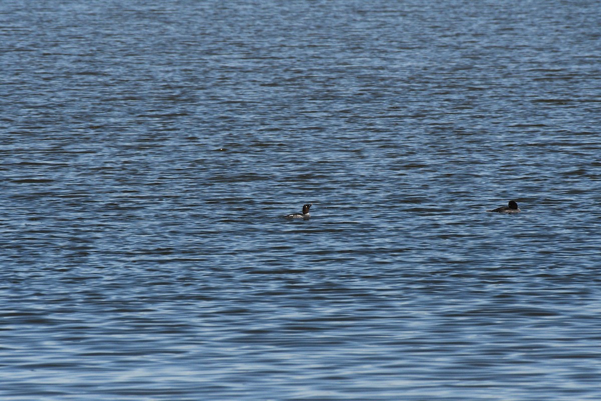 Common Goldeneye - ML516334081