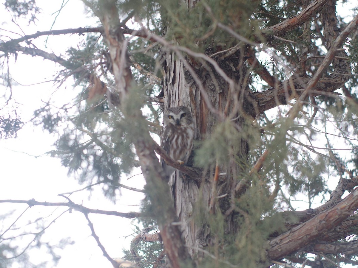 Northern Saw-whet Owl - ML516334441