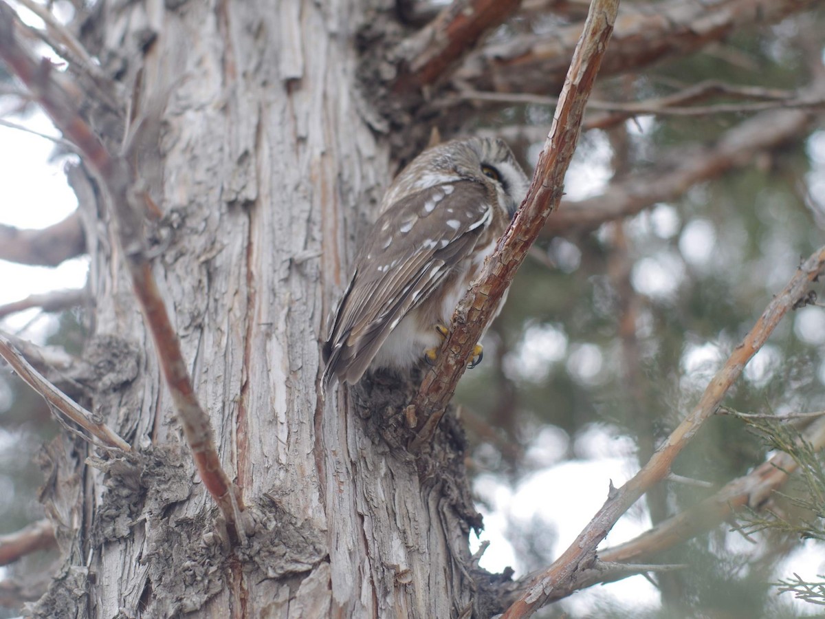 Northern Saw-whet Owl - ML516334451