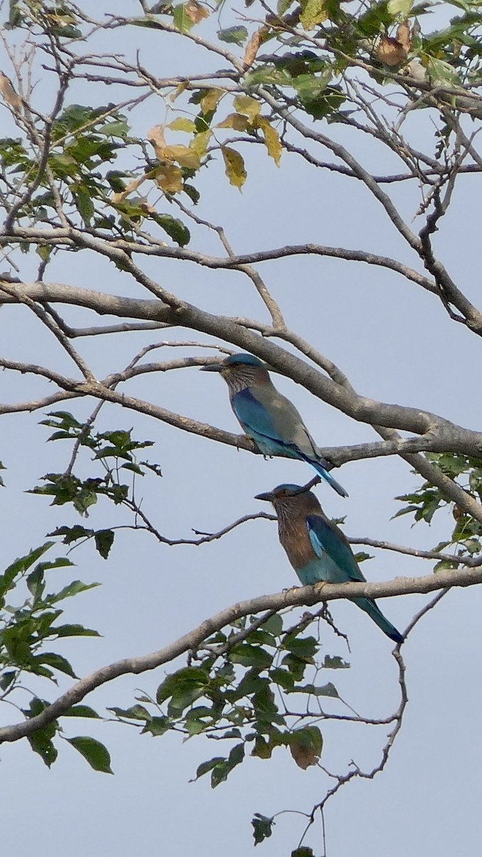 Indian Roller - ML516334461