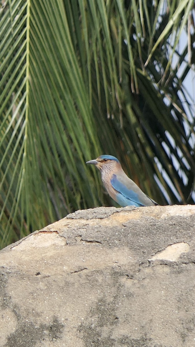 Indian Roller - ML516334471
