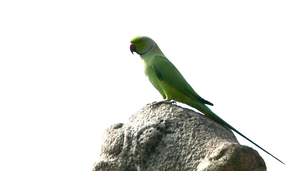 Rose-ringed Parakeet - ML516334491