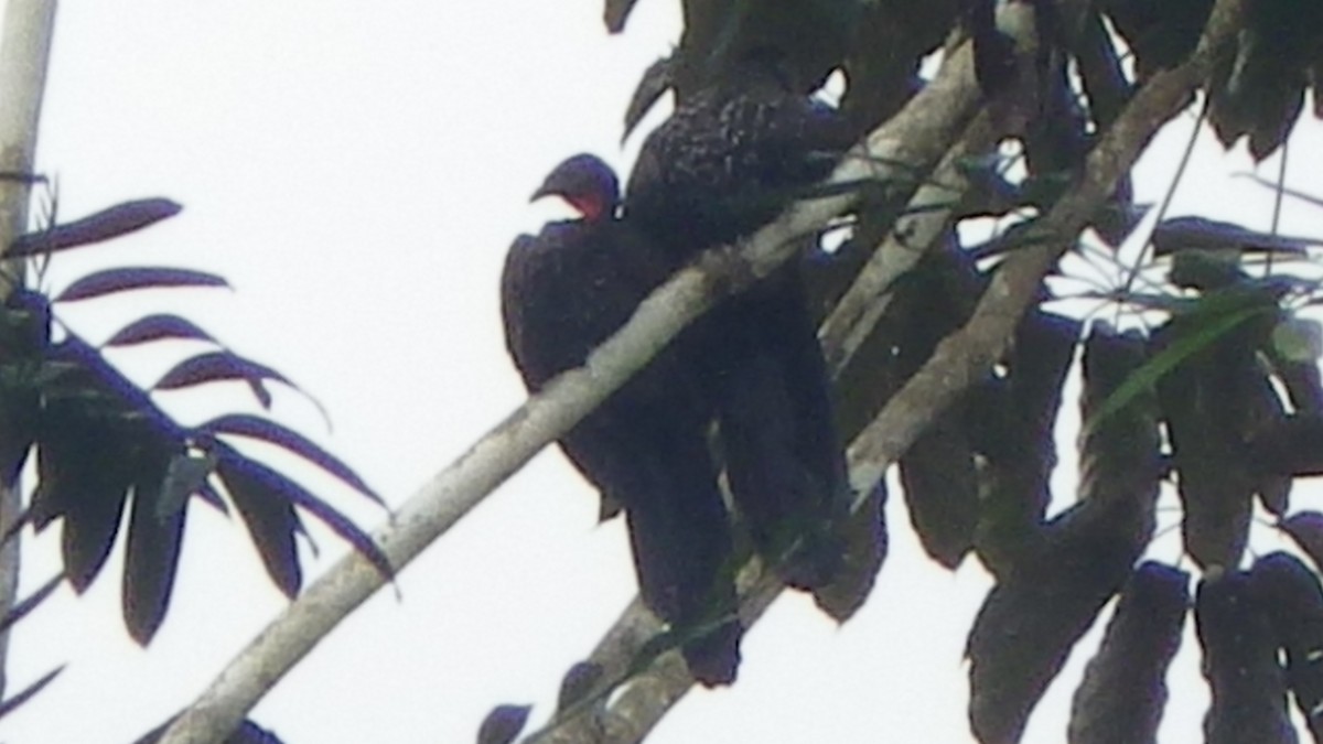 Crested Guan - ML516335781