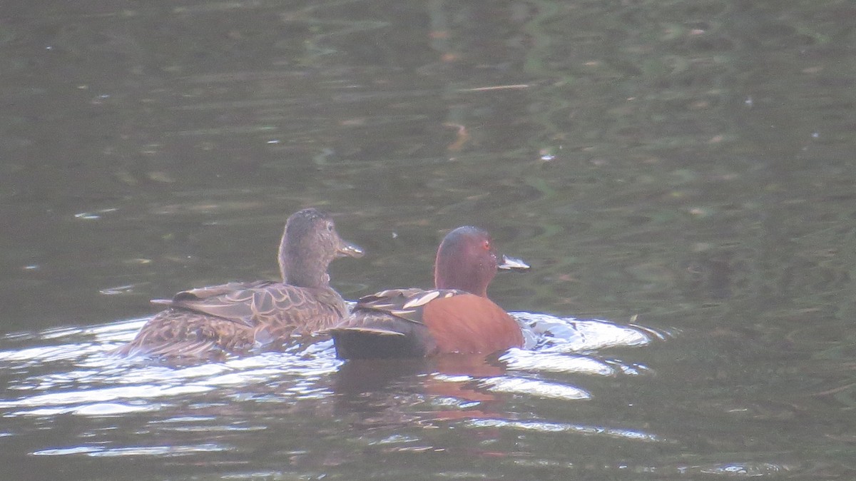 Cinnamon Teal - ML51633821