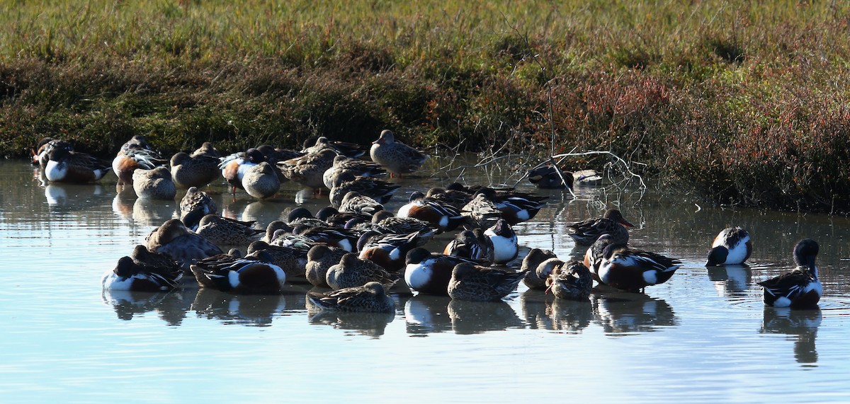 Northern Shoveler - ML516338441