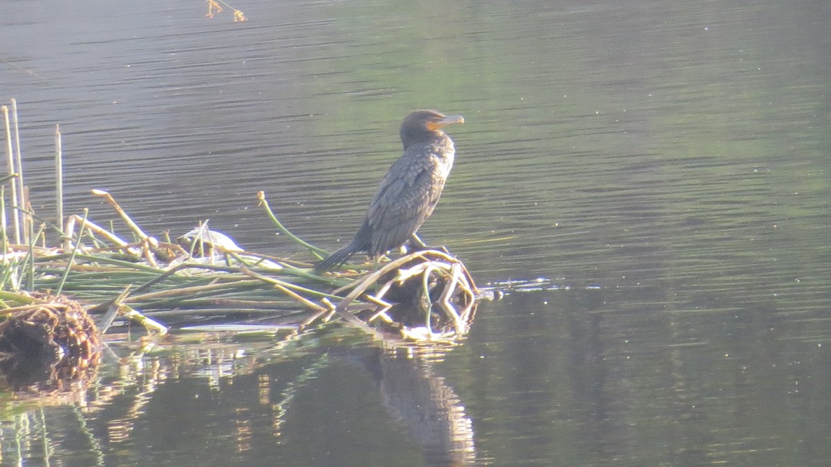 Cormoran à aigrettes - ML51633881