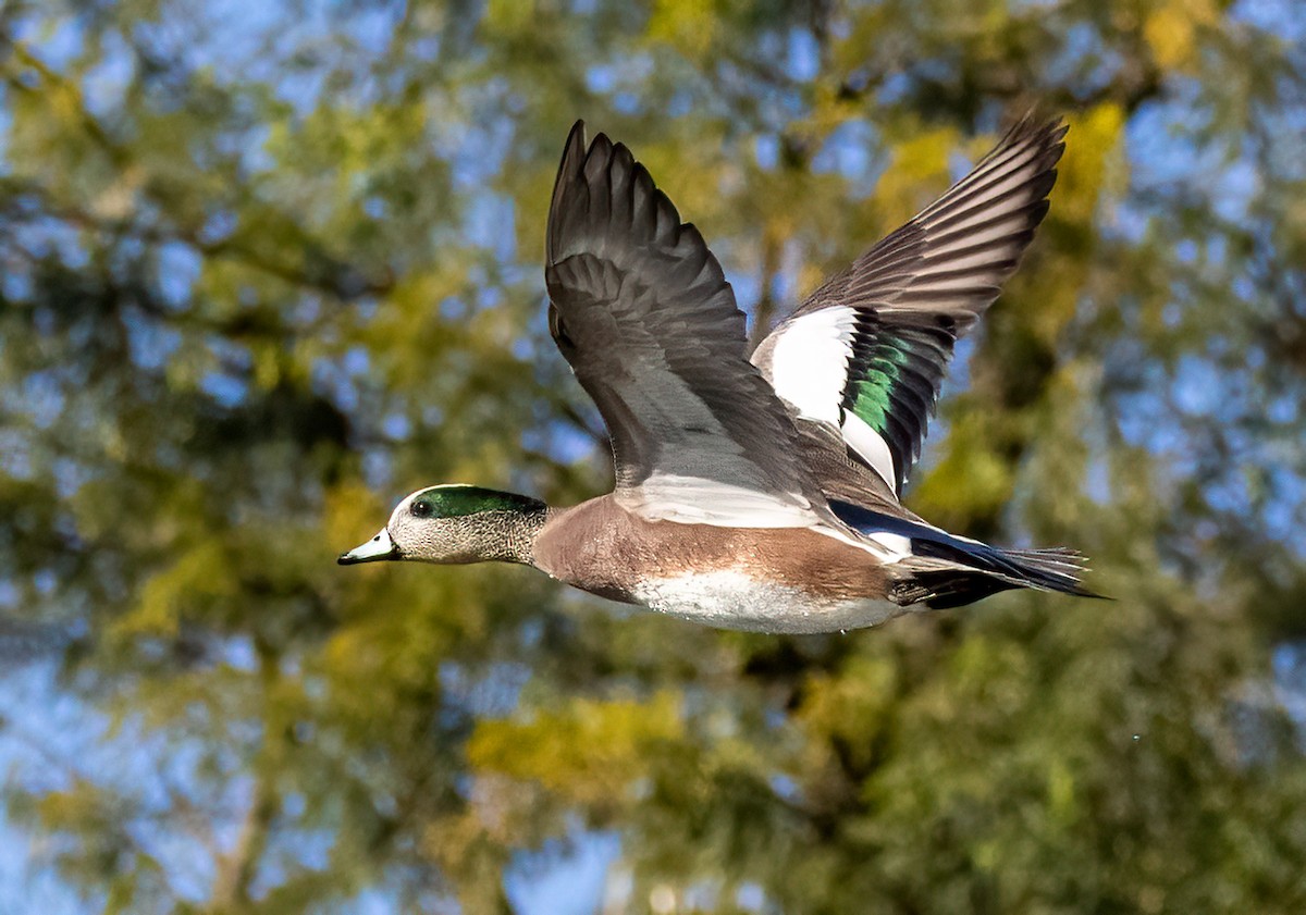 American Wigeon - ML516338851