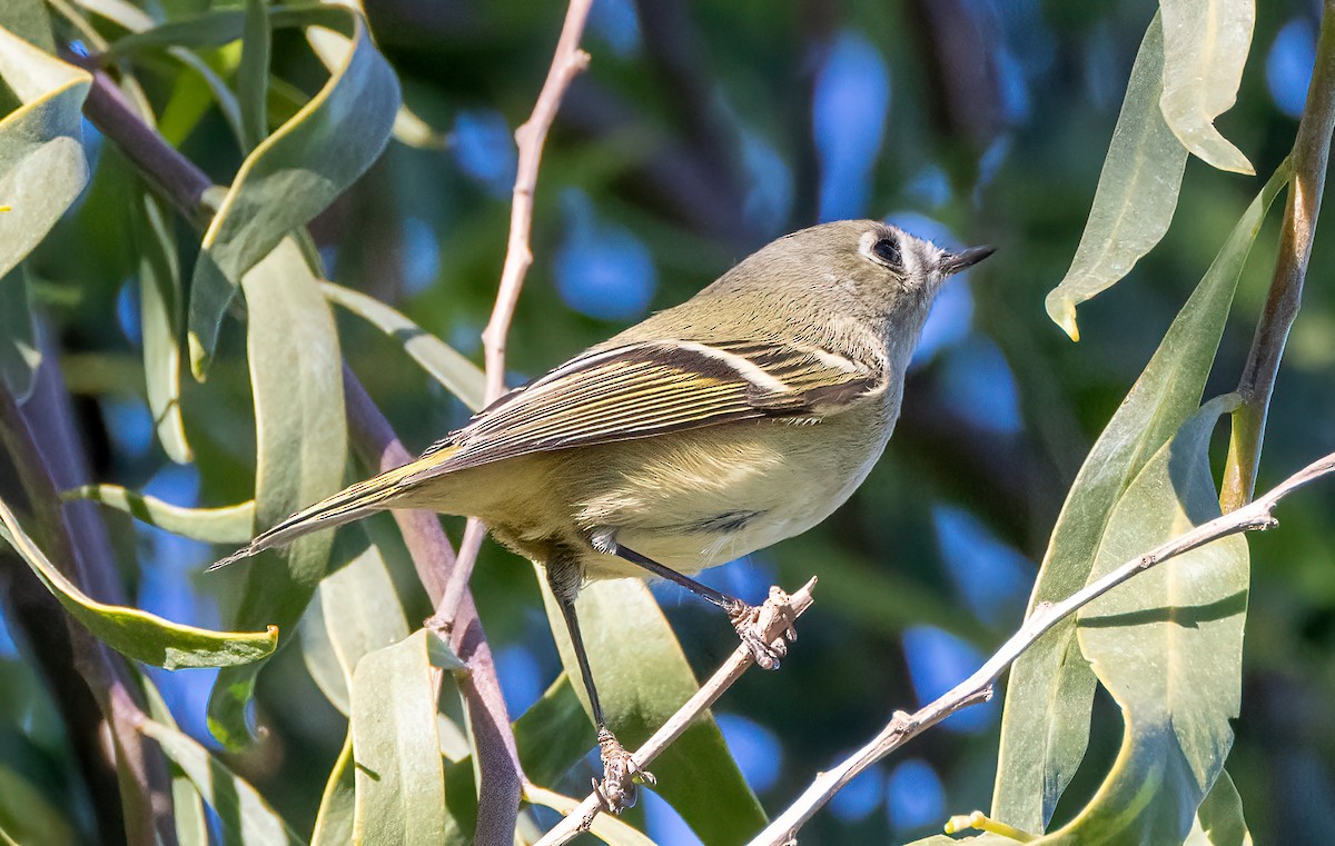 Ruby-crowned Kinglet - ML516338961