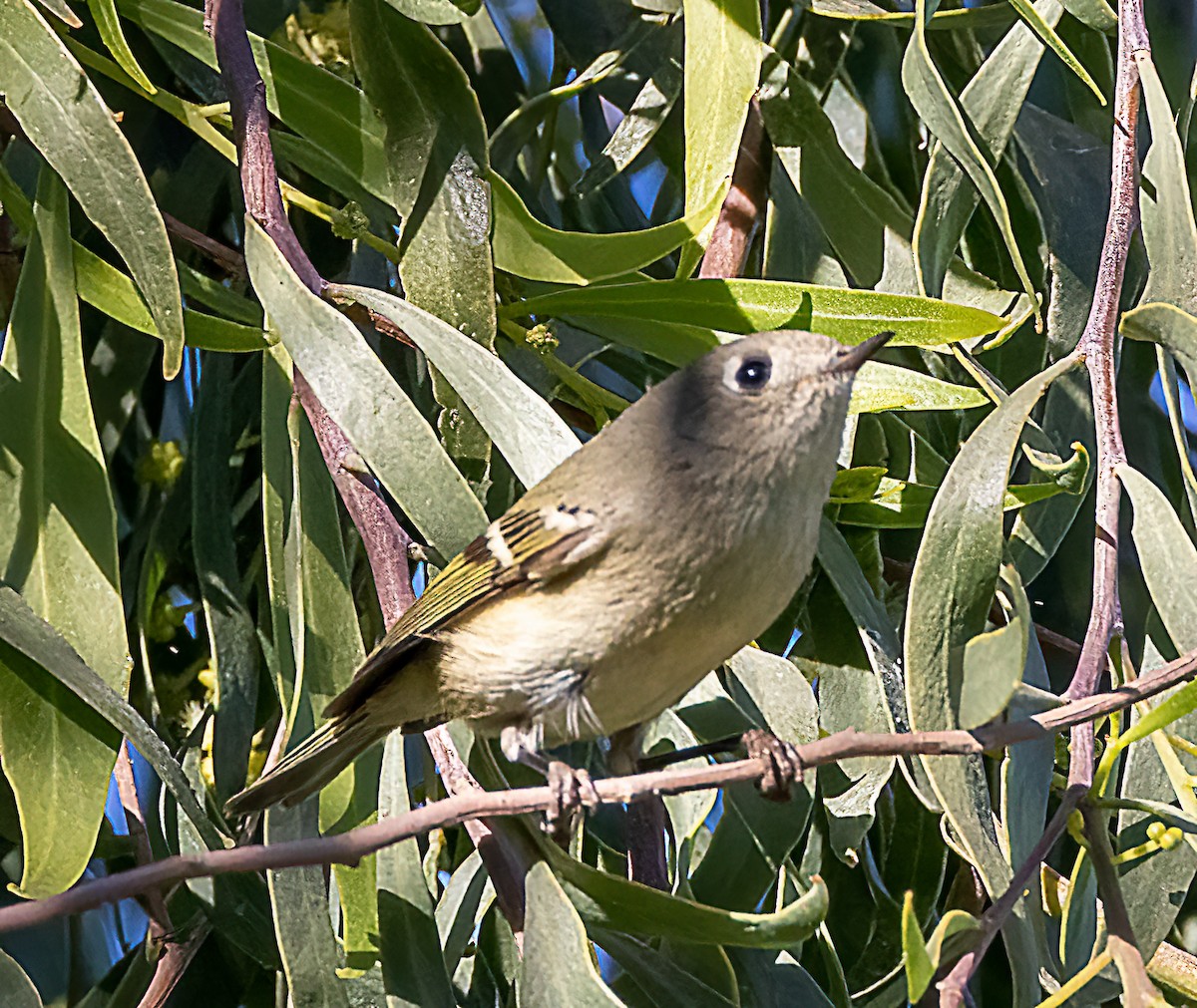 Ruby-crowned Kinglet - ML516338981