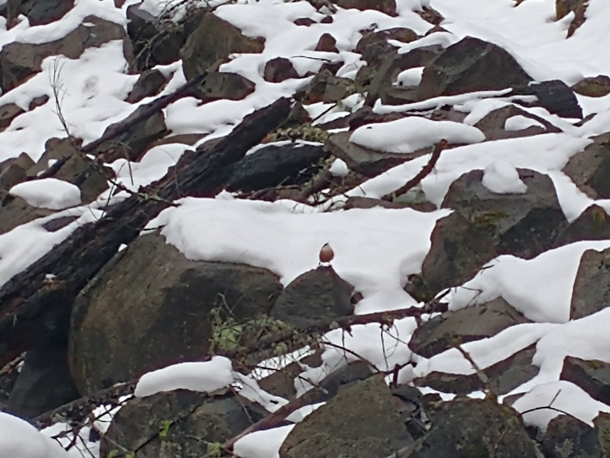 Canyon Wren - ML516339081