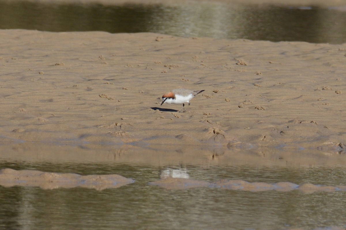 Red-capped Plover - ML516339501