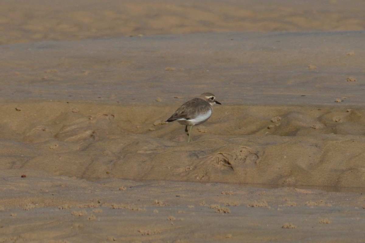 Double-banded Plover - ML516339511