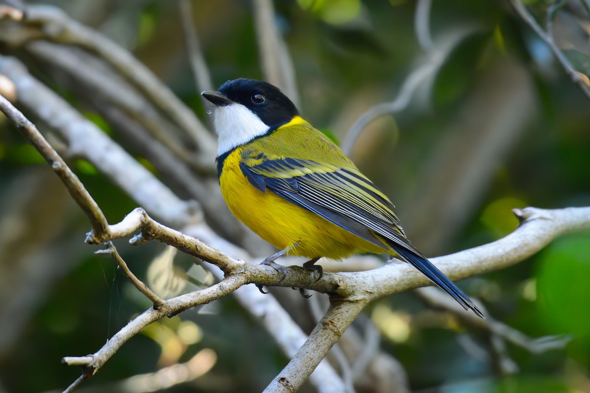 Golden Whistler - Zachary Arnold