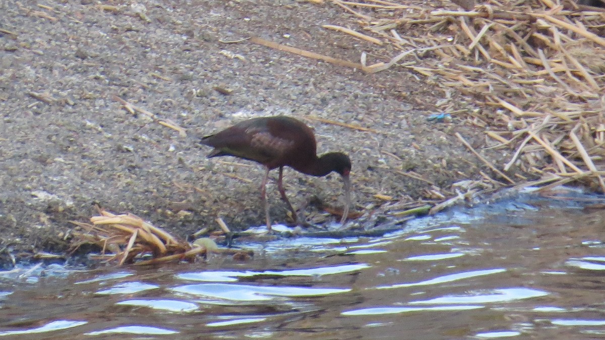 White-faced Ibis - ML51634011