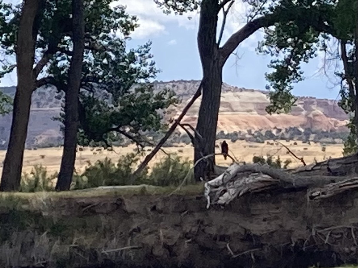 Bald Eagle - ML516340251