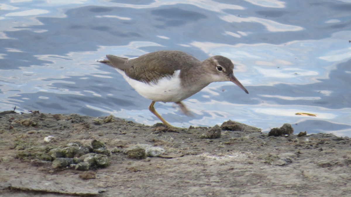 Spotted Sandpiper - ML51634031