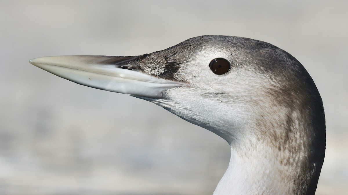 Yellow-billed Loon - ML516341151