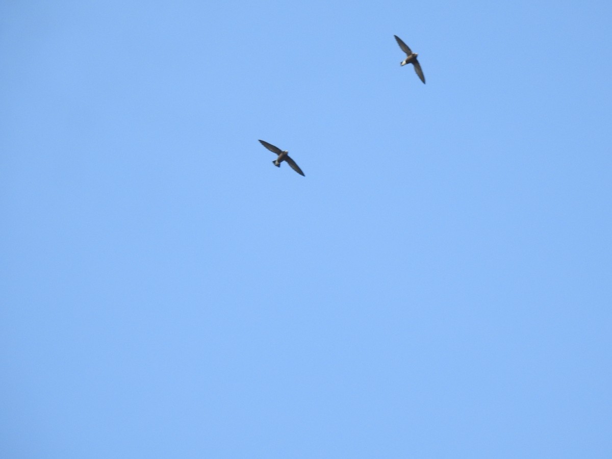 Brown-backed Needletail - Nigin Babu