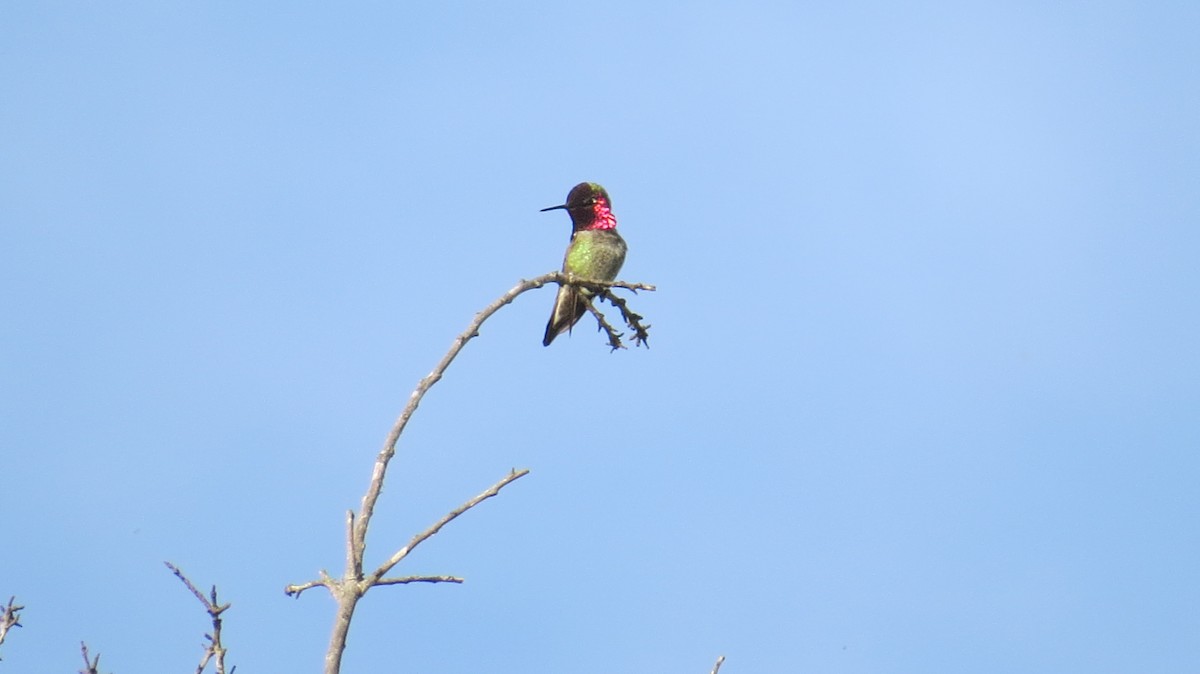 Anna's Hummingbird - ML51634141