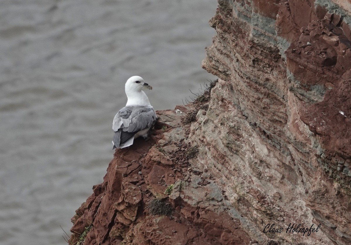 Northern Fulmar - Claus Holzapfel