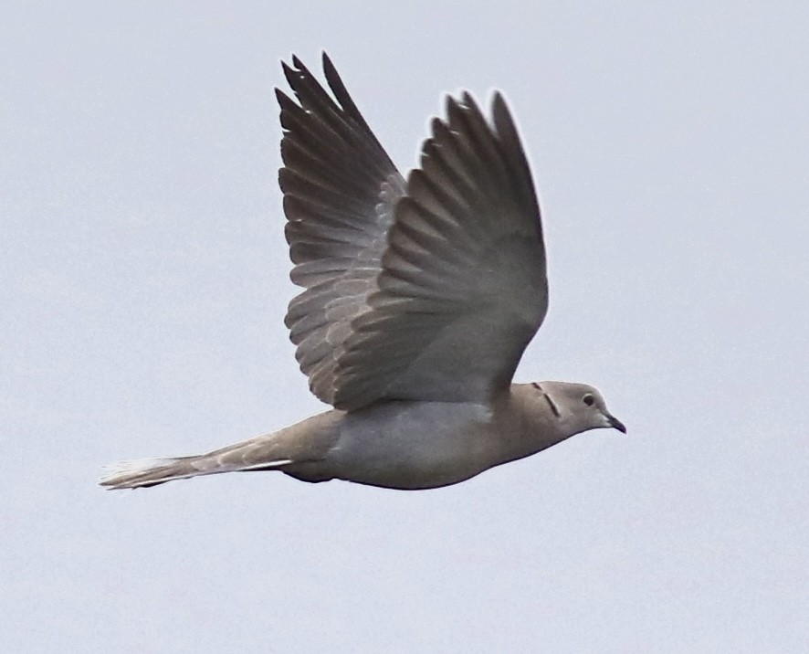 Eurasian Collared-Dove - ML516342051