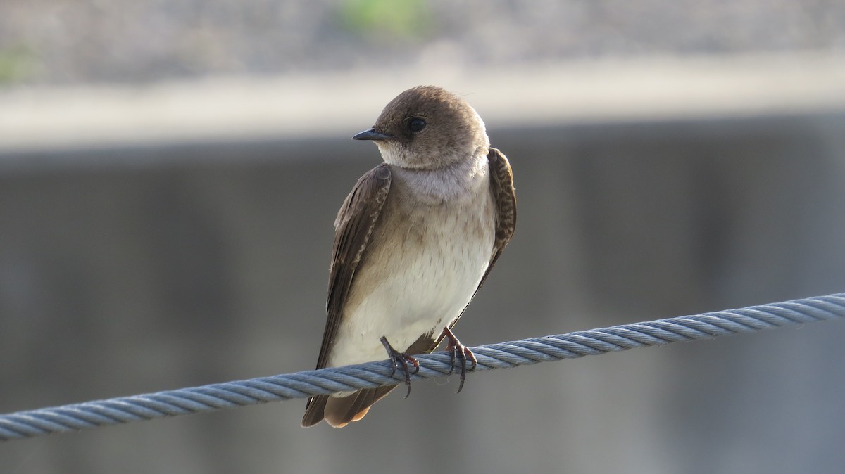 Northern Rough-winged Swallow - ML51634211
