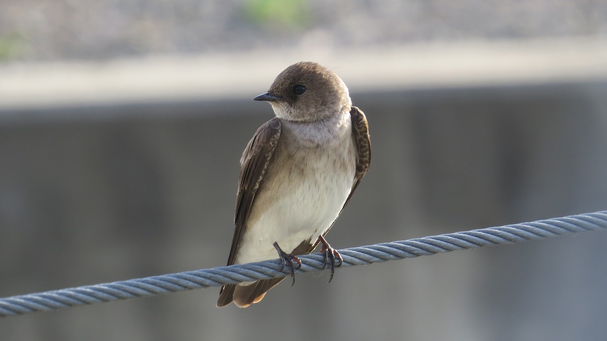 Hirondelle à ailes hérissées - ML51634211