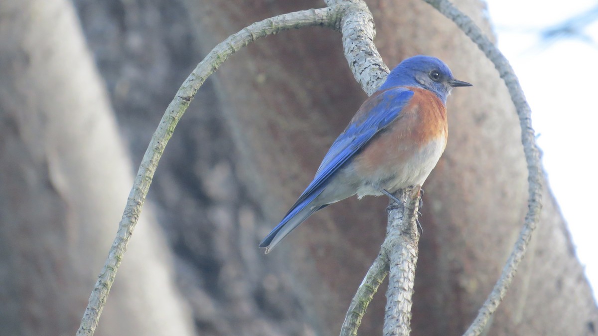 Blaukehl-Hüttensänger - ML51634271