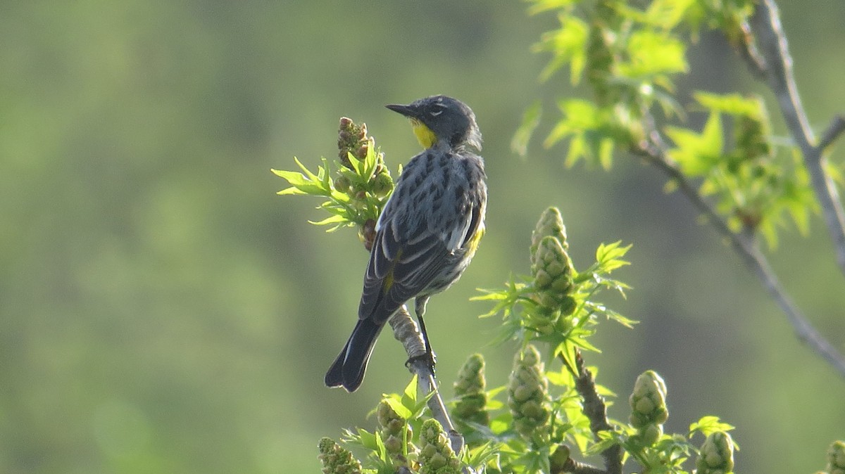 Yellow-rumped Warbler - ML51634301