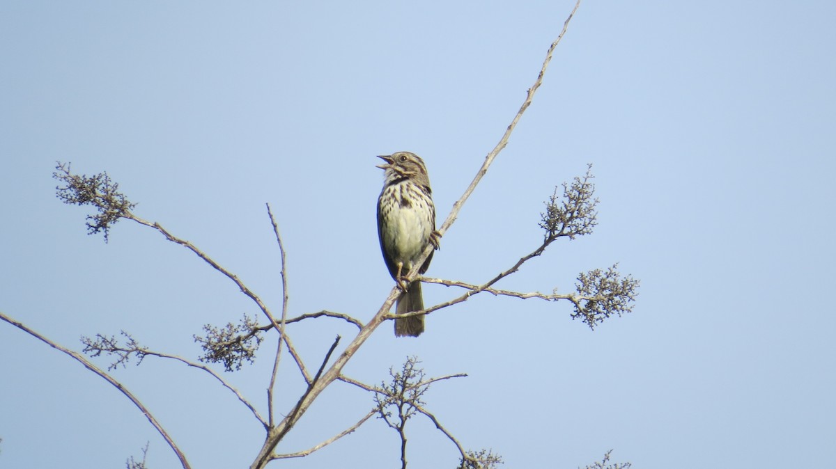 Song Sparrow - ML51634381