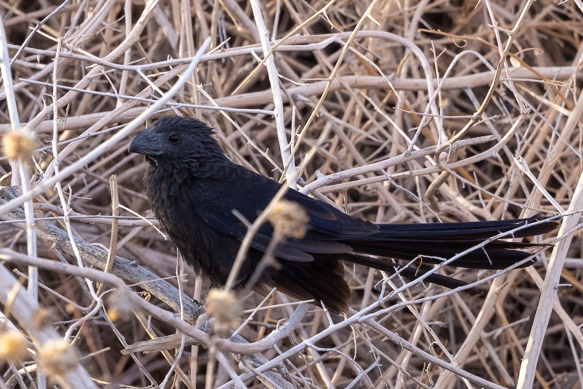 Groove-billed Ani - ML516346131