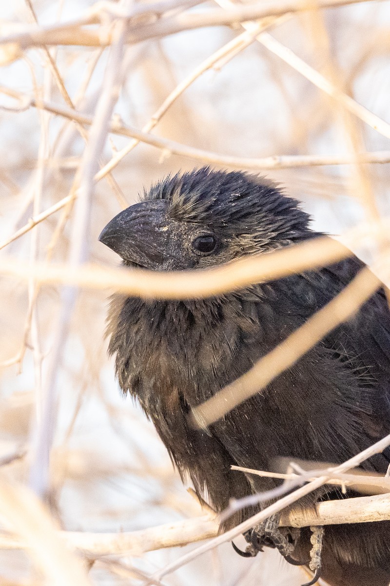 Groove-billed Ani - ML516346141
