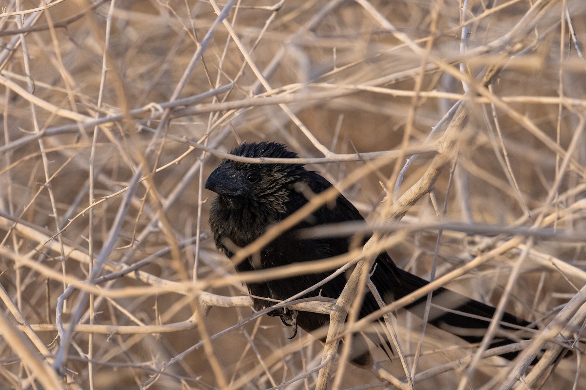 Groove-billed Ani - ML516346151