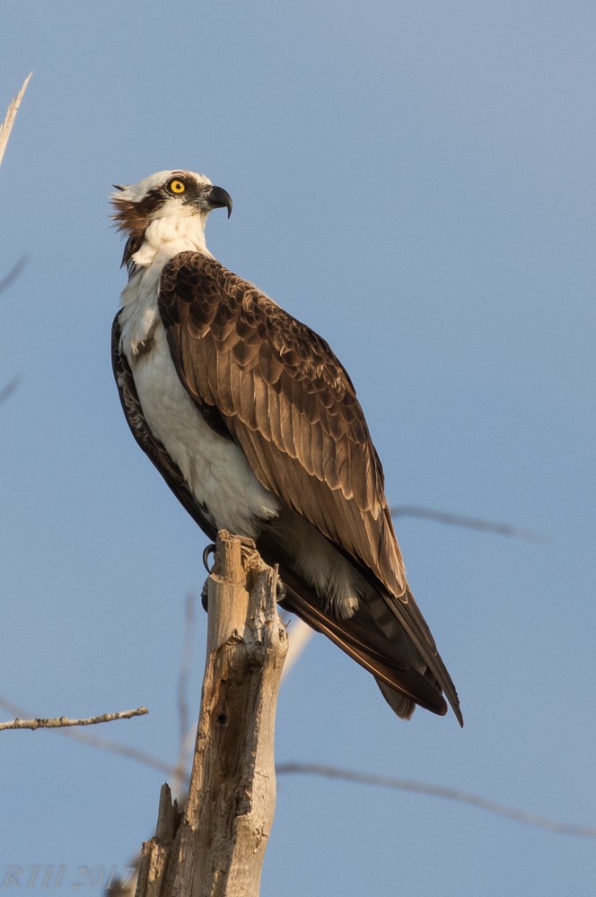 Osprey - ML51634631