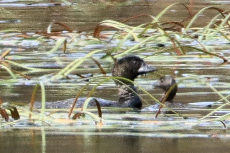 Musk Duck - ML516346401