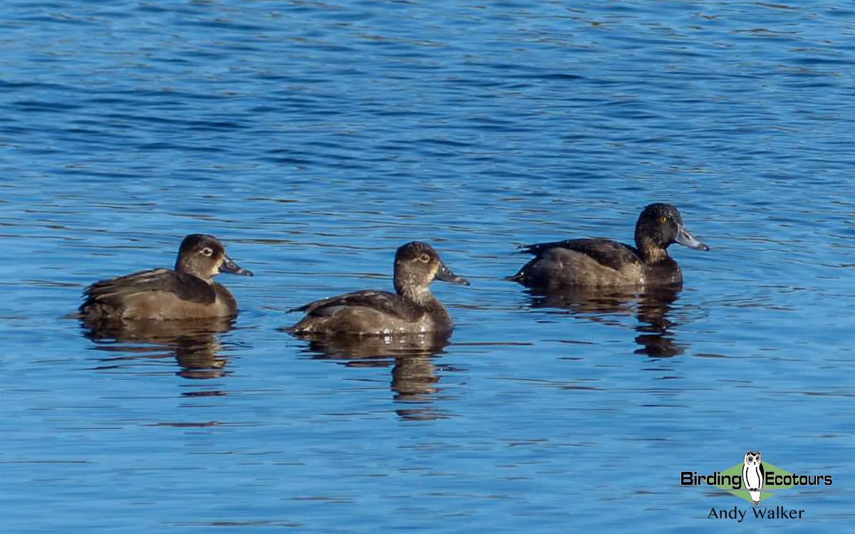 Ring-necked Duck - ML516346691