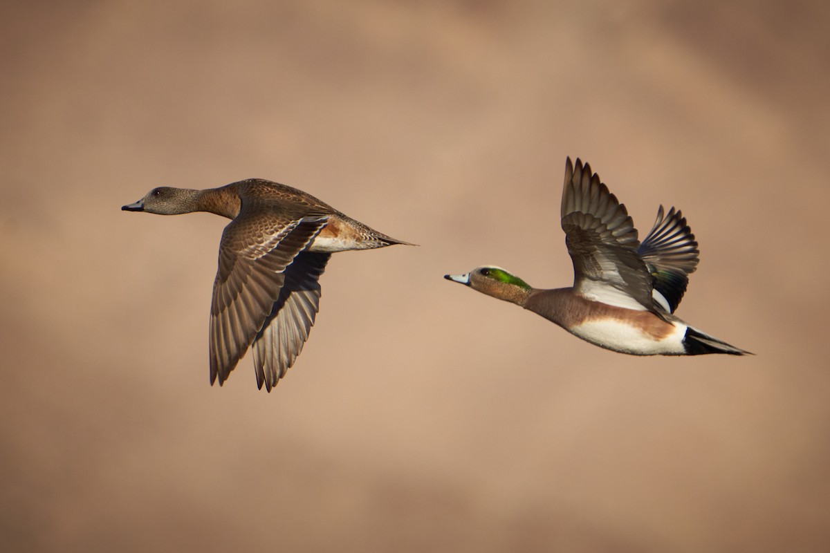 American Wigeon - ML516347691