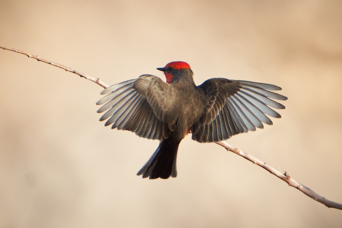 Vermilion Flycatcher - David Anderson